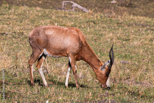 Single Antelope Grazing on Dry Grassland in South Africa