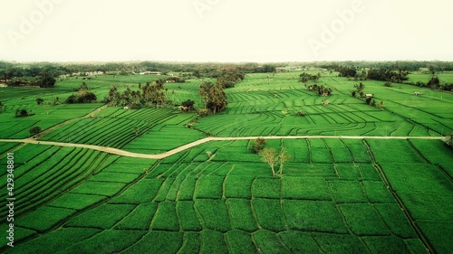 ricefield in tabanan bali photo