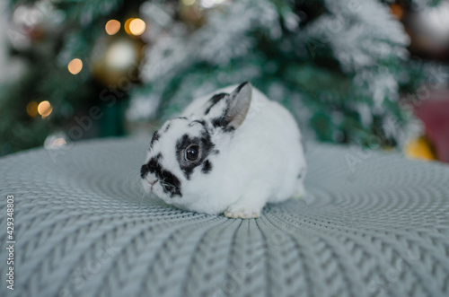 white rabbit with black spots sits near the christmas tree