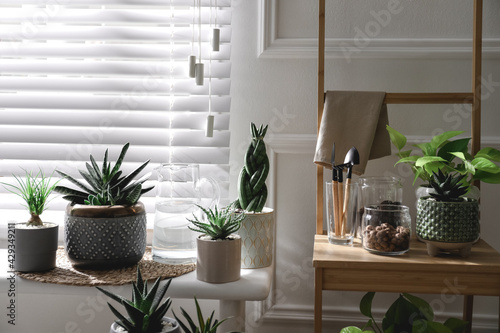 Beautiful potted houseplants near window at home