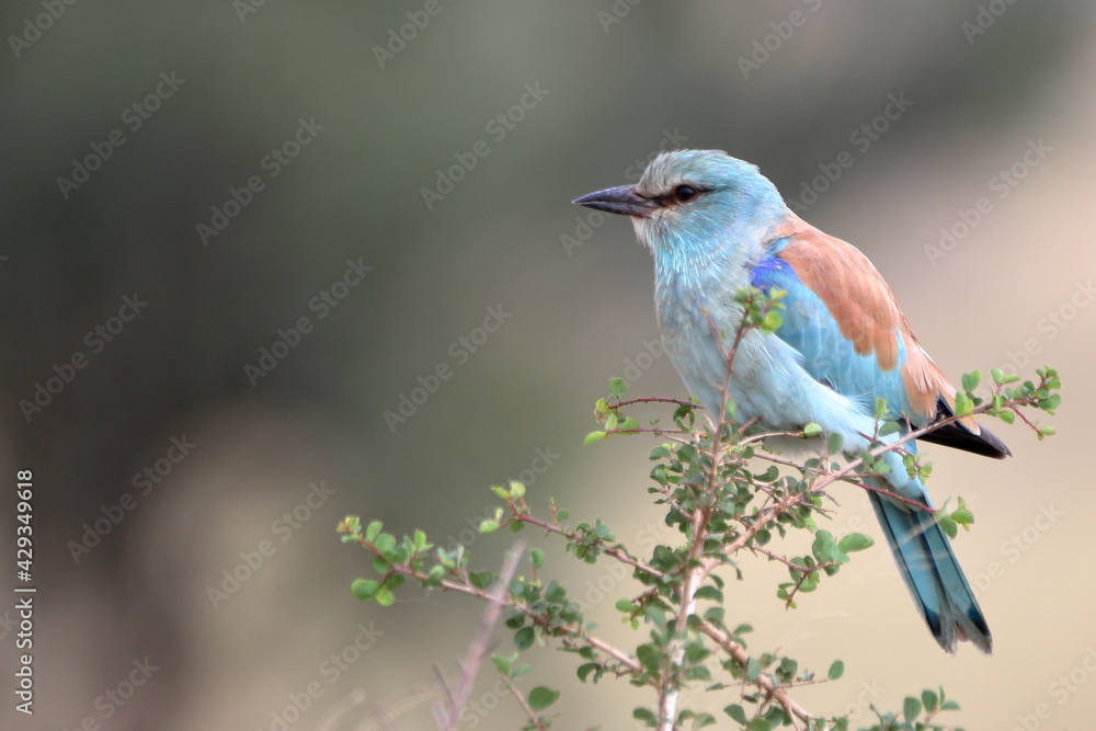 European Roller