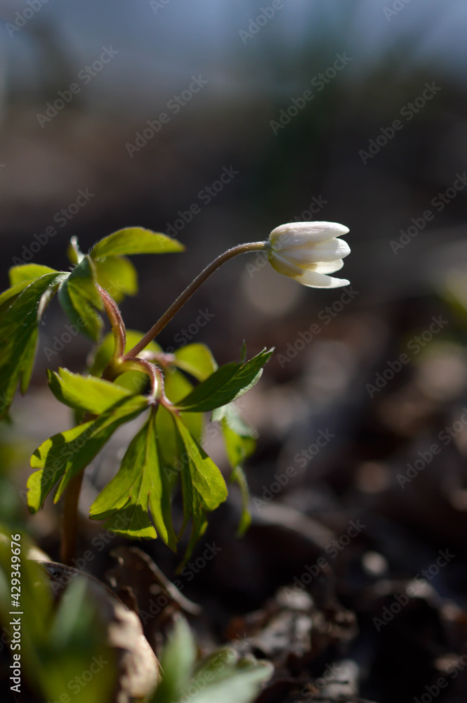 Obraz premium Wood anemone, early spring white wildflower in nature.