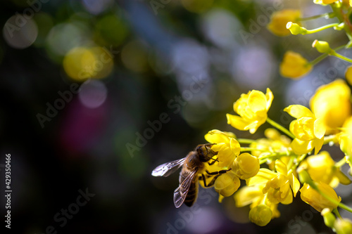 Holly mahogany - Mahonia aquifolium, there is bokeh on background.. there is bee on flower. close-up.