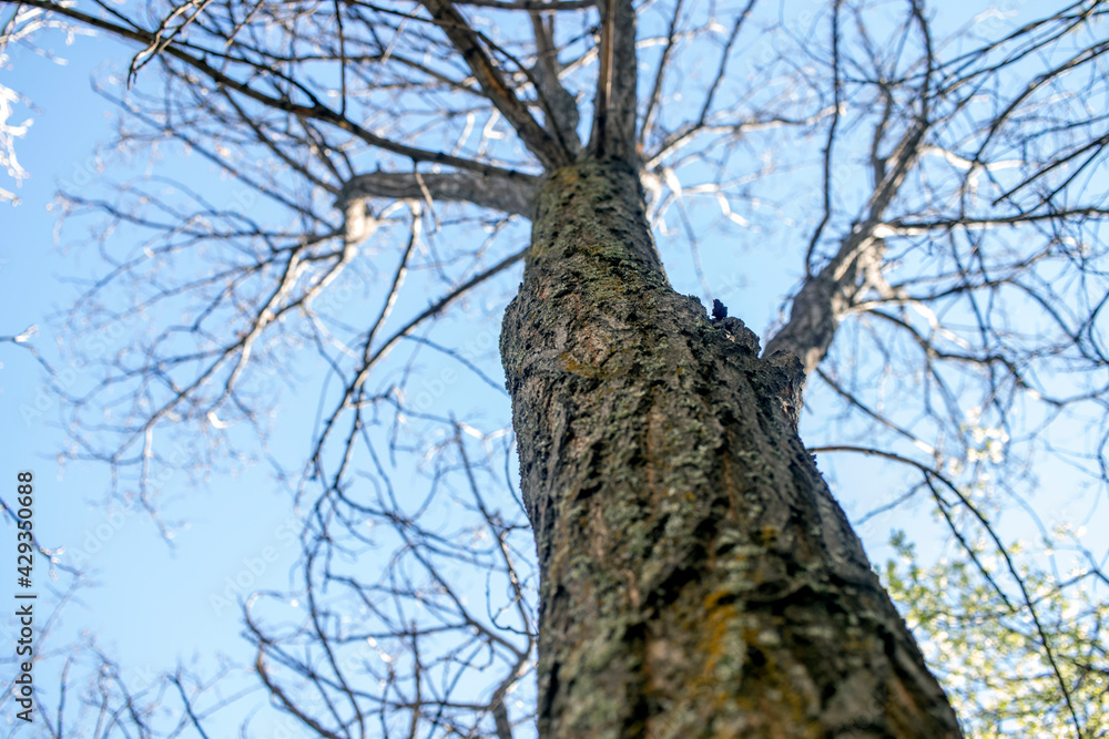 Fototapeta premium tree with sky