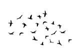 Flock of flying birds isolated on white background