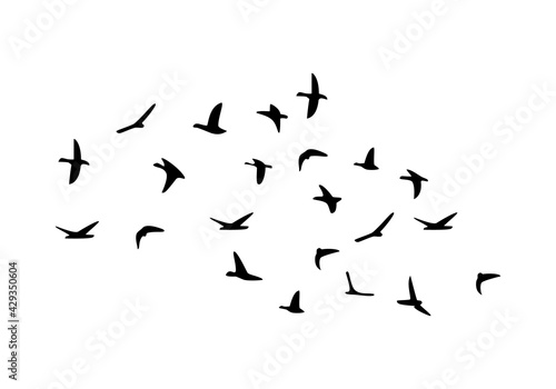 Flock of flying birds isolated on white background
