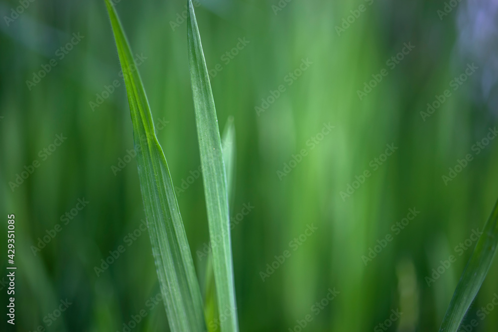 green grass background green grass background