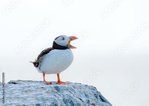 Call of the Puffin Farne Island  © Ian