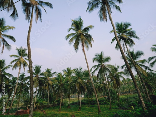 Beautiful coconut trees and sky