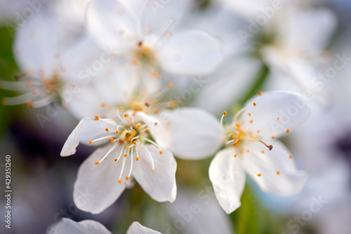 fruit tree blossom  fruit blossoms blooming in spring. flower on the branch in its natural environment.