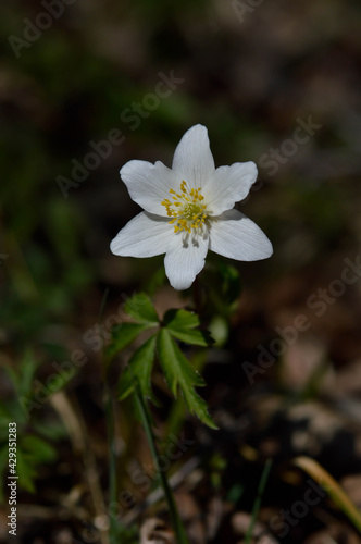 Fototapeta Naklejka Na Ścianę i Meble -  Wood anemone, early spring white wildflower in nature.