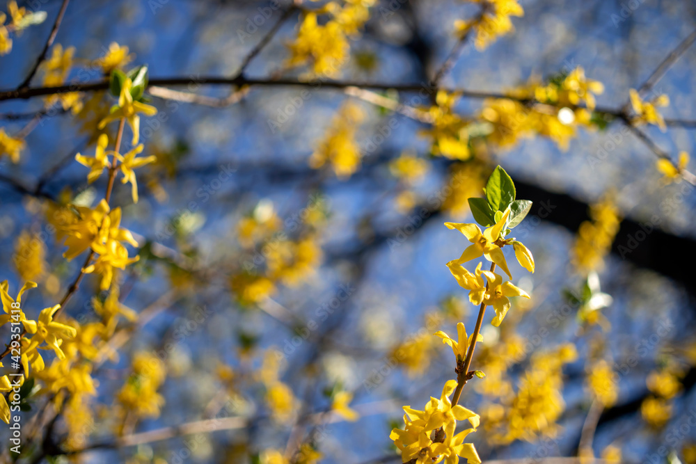 Blossoming twig of tree with yellow flowers,on blue sky background. Blossoming twig of tree with yellow flowers,on blue sky background.