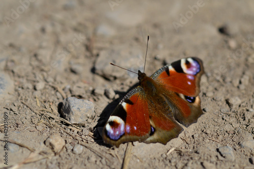 A closeup of a peacock butterfly on the ground