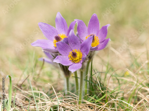 Closeup of a wild pasque flower in springtime