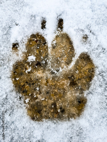 footprint on snow
