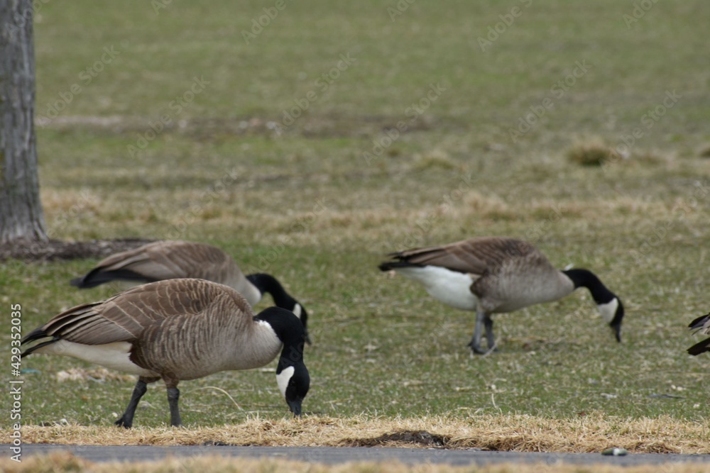 Goose on the Streets Goose on the Streets