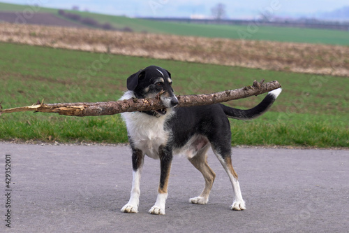 dog on the beach