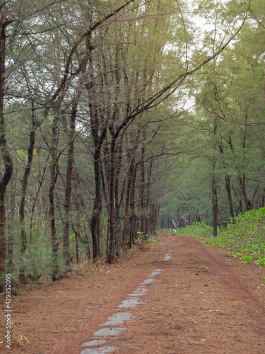 On the dirt road entering the village along the road is a pine forest in the southern part of Thailand.