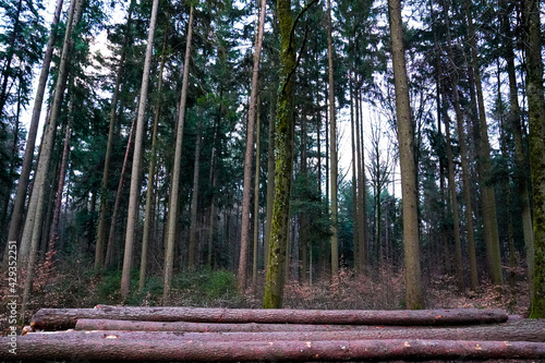 bamboo forest