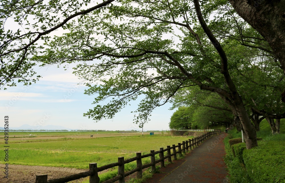 新緑の散策路　桜の木　春　風景