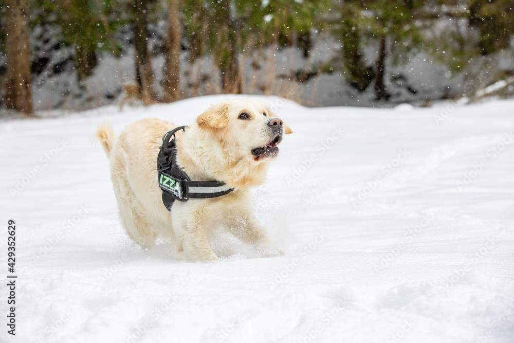 A beautiful Golden Retriever dog is sitting in the snow waiting to play with the owner