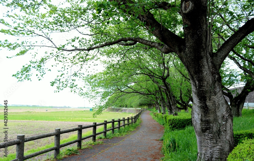 新緑の散策路　桜の木　春　風景