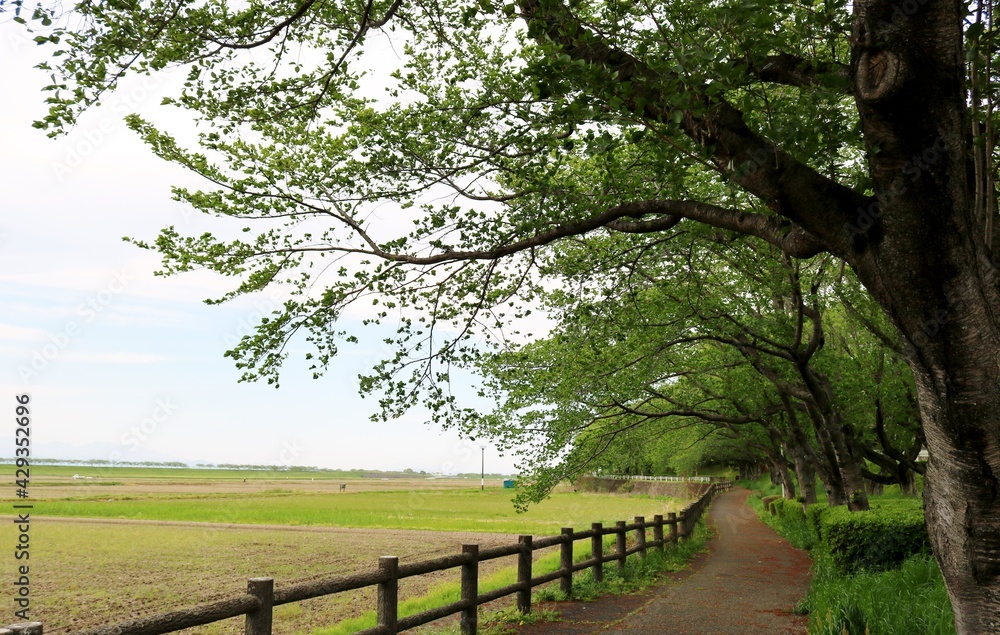 新緑の道　桜の木　田舎　風景