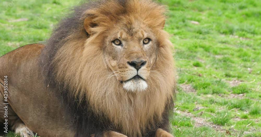 Male lion yawning while sitting in grass Male lion yawning while sitting in grass