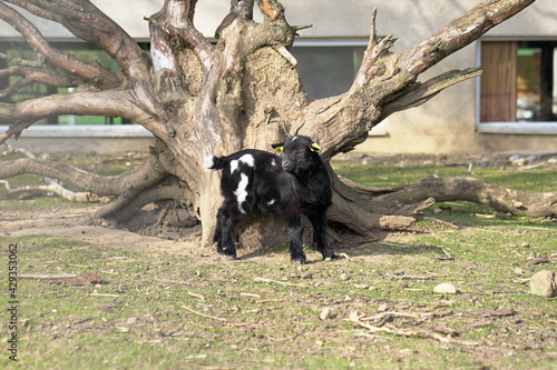 black and white goat
