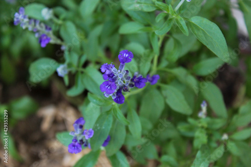 Purple Herb Flower