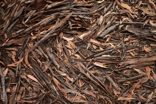 Leaf litter of dry brown leaves and curls of bark from eucalyptus tree