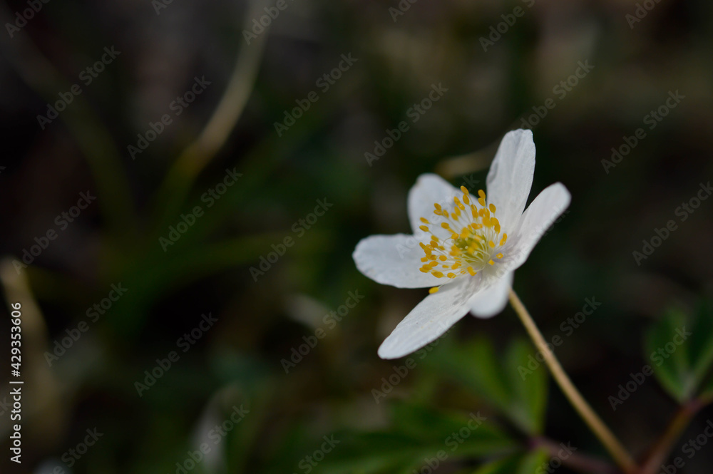 Wood anemone, common white early wild flower, in nature, in the woods. Wood anemone, common white early wild flower, in nature, in the woods.