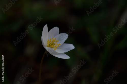 Wood anemone, common white early wild flower, in nature, in the woods.