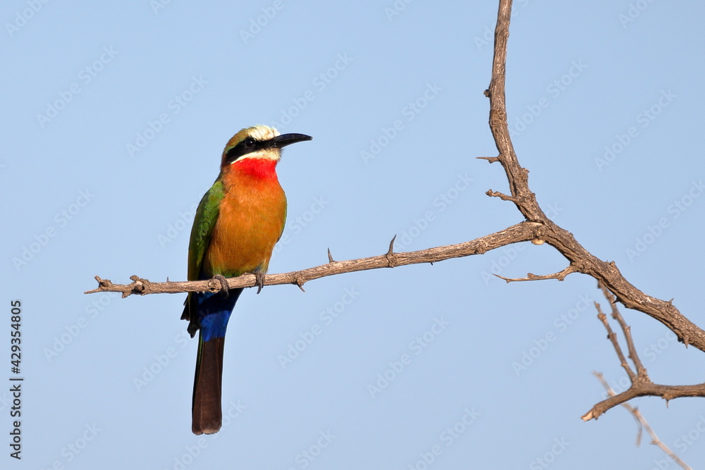 White-fronted Bee-eater