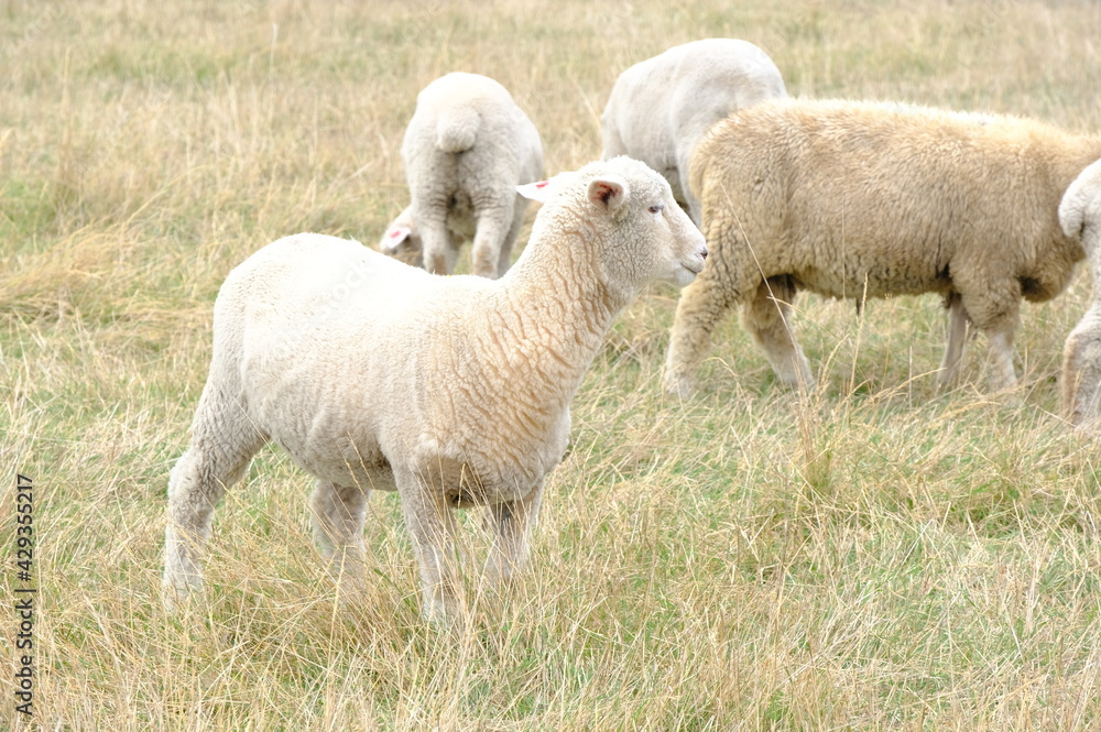 Fototapeta premium sheep in a field