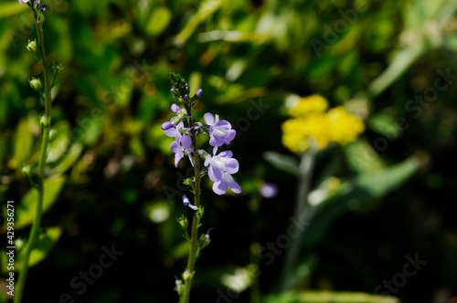紫色の小花 © araho