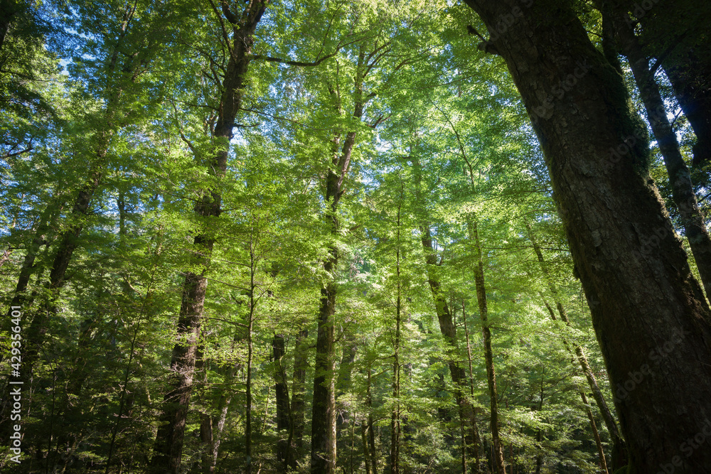 Luxuriant New Zealand native forest shadows of tree trunks contrasting with backlit lime green foliage of beech trees. Luxuriant New Zealand native forest shadows of tree trunks contrasting with backlit lime green foliage of beech trees.