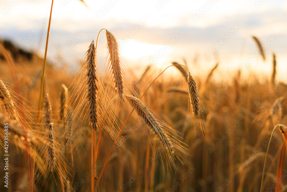 Fototapeta premium Kornfeld im Sommer