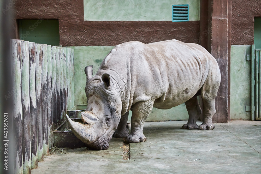 Naklejka premium Rhino eating at the zoo