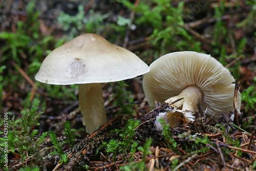 Tricholoma saponaceum, known as the soap-scented toadstool, soapy knight or soap tricholoma, wild mushroom from Finland