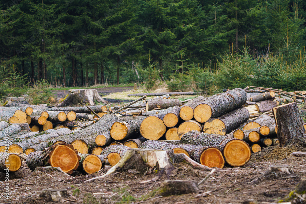 Pile of wood. A view of huge stacks of logs. Pile of wood. A view of huge stacks of logs.