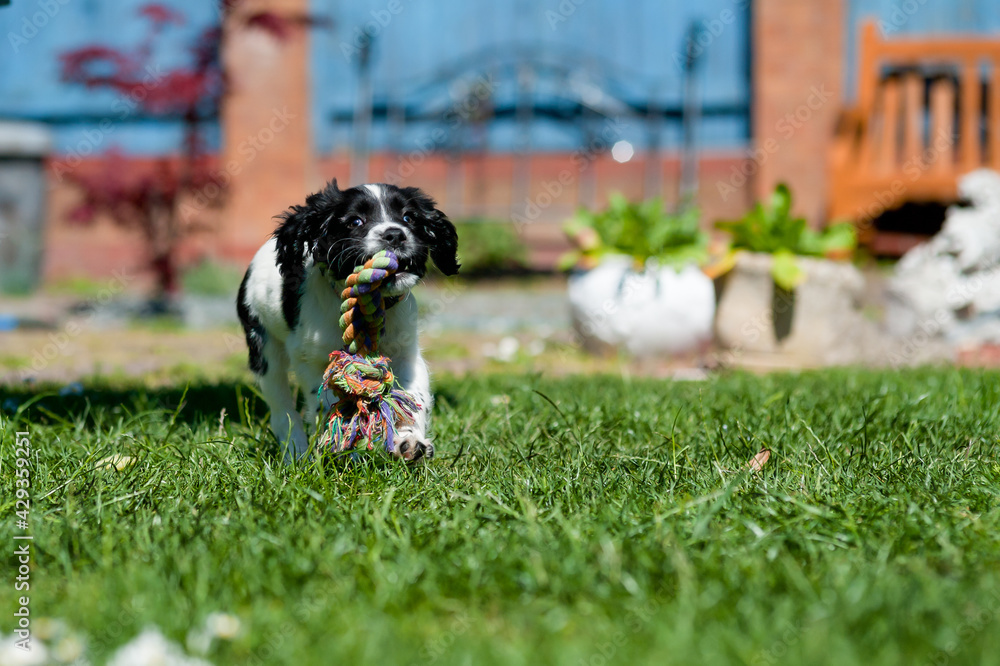 Cute little spaniel puppy running over lawn carrying a brightly coloured rope toy that is almost as big as her, but that will stop her sharp little teeth chewing things she shouldn’t .