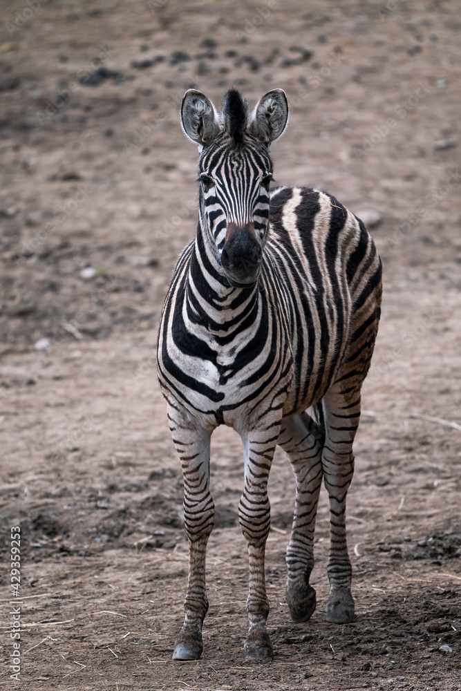Obraz premium Chapman's zebra, Equus quagga chapmani, standing on dry soil