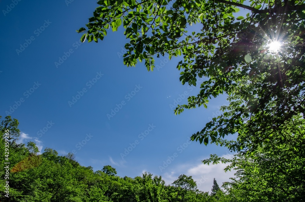 Fototapeta premium 青空と木