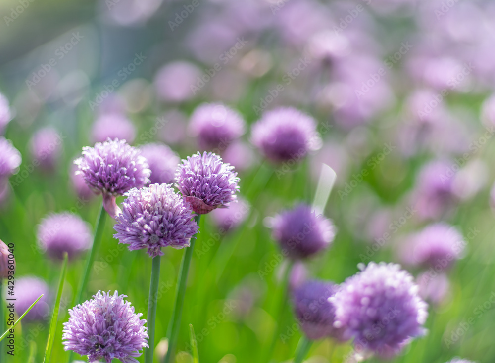 Fototapeta premium Allium blooming purple onion plant. Nature background.