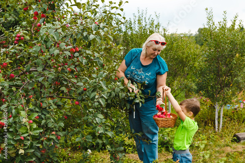 Summer and autumn activity. Grandmother with her grandson pick and put in basket fresh organic juicy apples harvest in green garden outdoor. Just picked fruit