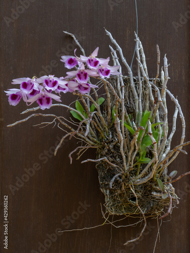 Beautiful blooming white and purple dendrobium anosmum epiphtyic orchid species isolated on dark wood background