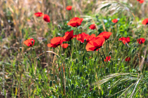 Flowers of red poppies among ripe ears of wheat close-up