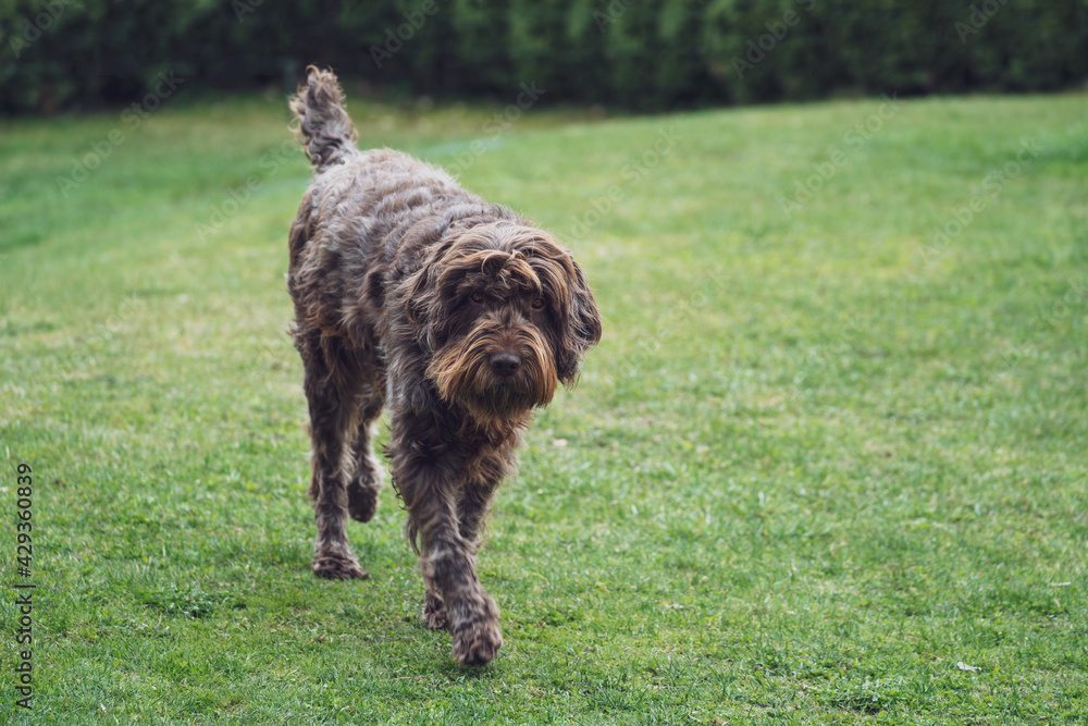 brown dog, a pudelpointer, on the green grass in the garden brown dog, a pudelpointer, on the green grass in the garden