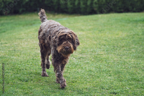 brown dog, a pudelpointer, on the green grass in the garden photo